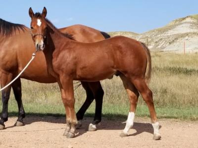 Whiskey Up Pistol JW <BR> AQHA 6005069